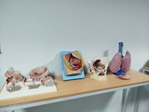 Anatomical Specimen Model - model khusus bagian/organ tertentu manekin Anatomi